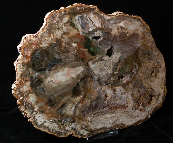 Large inch Petrified Wood Slab - Madagascar #3252